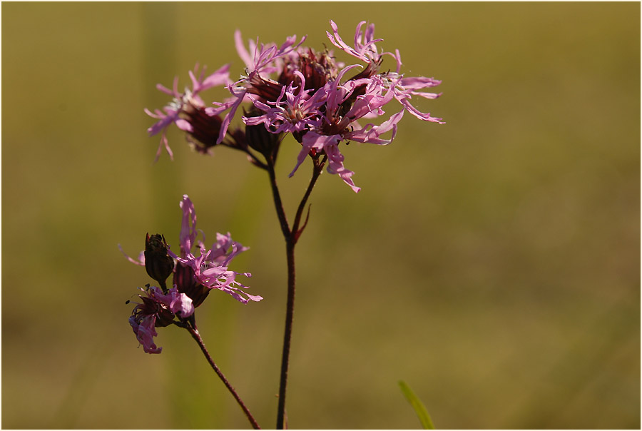 Kuckuck-Lichtnelke (Lychnis flos-cuculi)