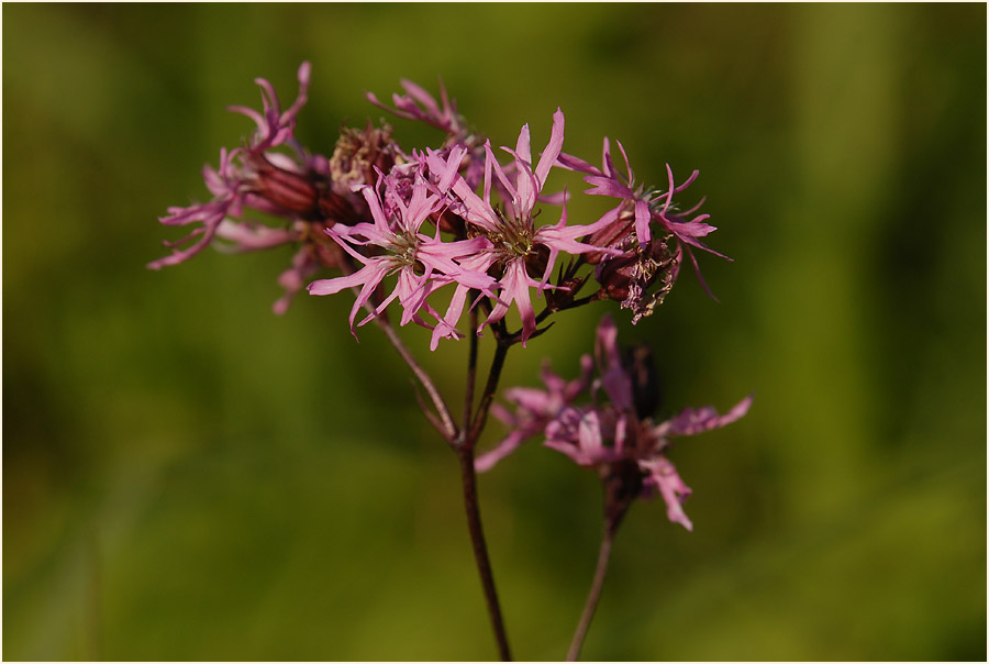 Kuckuck-Lichtnelke (Lychnis flos-cuculi)