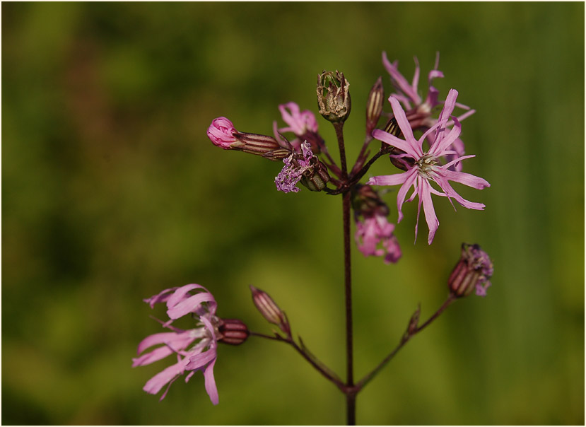 Kuckuck-Lichtnelke (Lychnis flos-cuculi)