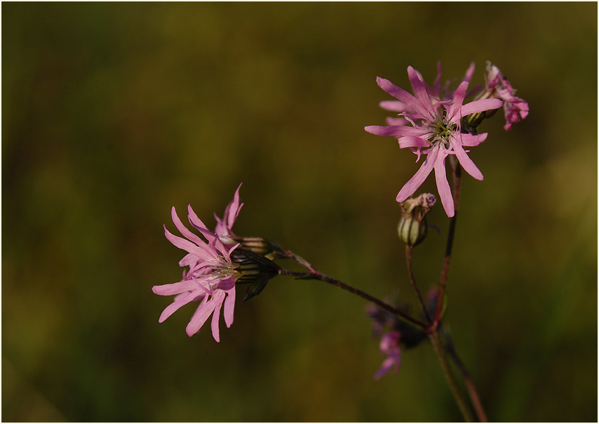 Kuckuck-Lichtnelke (Lychnis flos-cuculi)