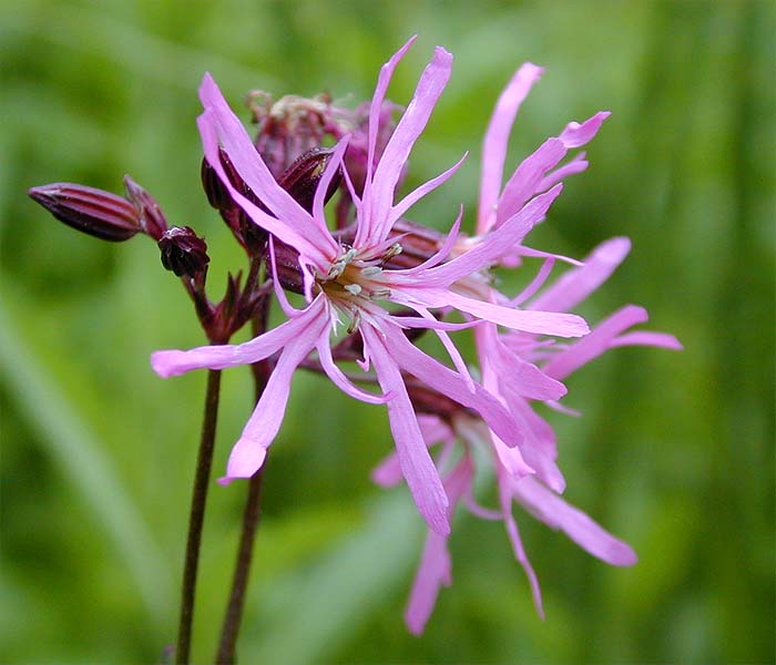 Kuckuck-Lichtnelke (Lychnis flos-cuculi)