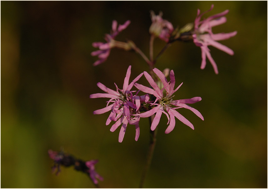 Kuckuck-Lichtnelke (Lychnis flos-cuculi)