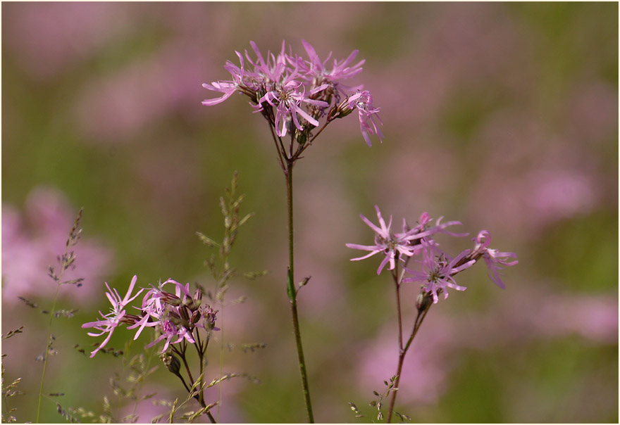 Kuckuck-Lichtnelke (Lychnis flos-cuculi)