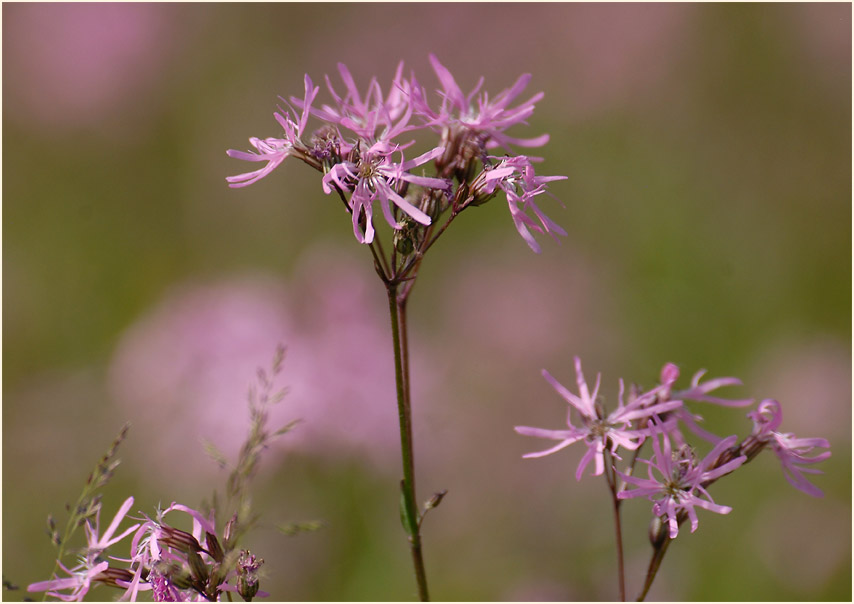 Kuckuck-Lichtnelke (Lychnis flos-cuculi)