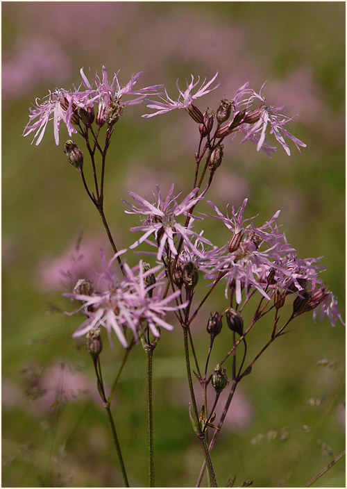 Kuckuck-Lichtnelke (Lychnis flos-cuculi)