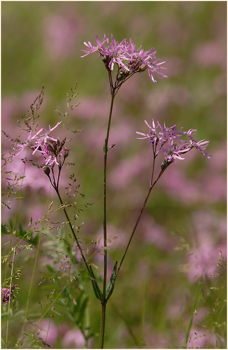 Kuckuck-Lichtnelke (Lychnis flos-cuculi)