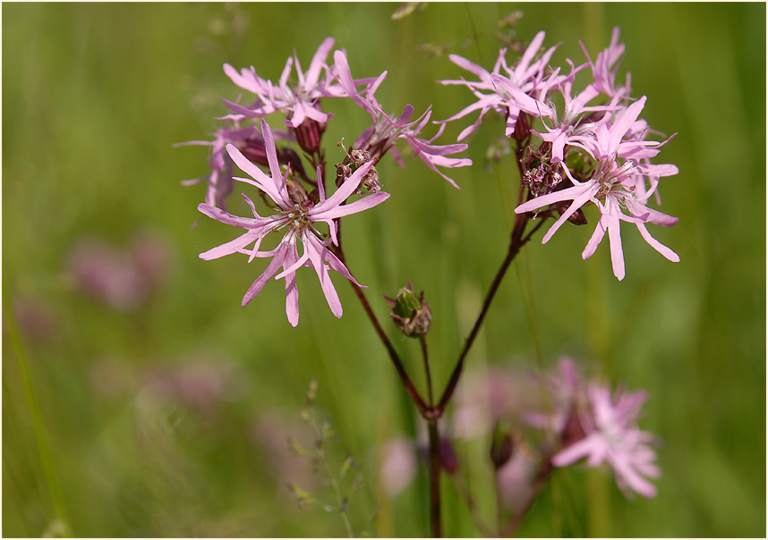 Kuckuck-Lichtnelke (Lychnis flos-cuculi)