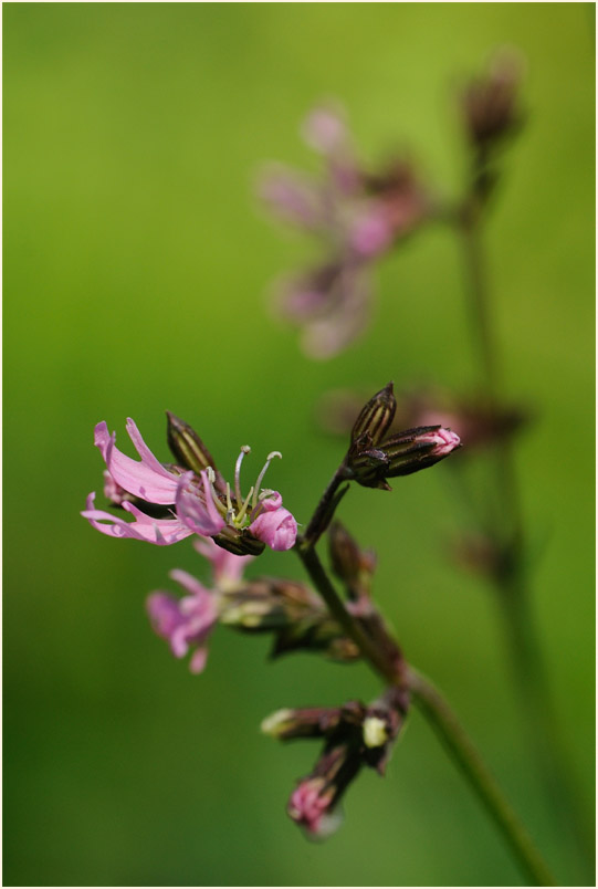 Kuckuck-Lichtnelke (Lychnis flos-cuculi)