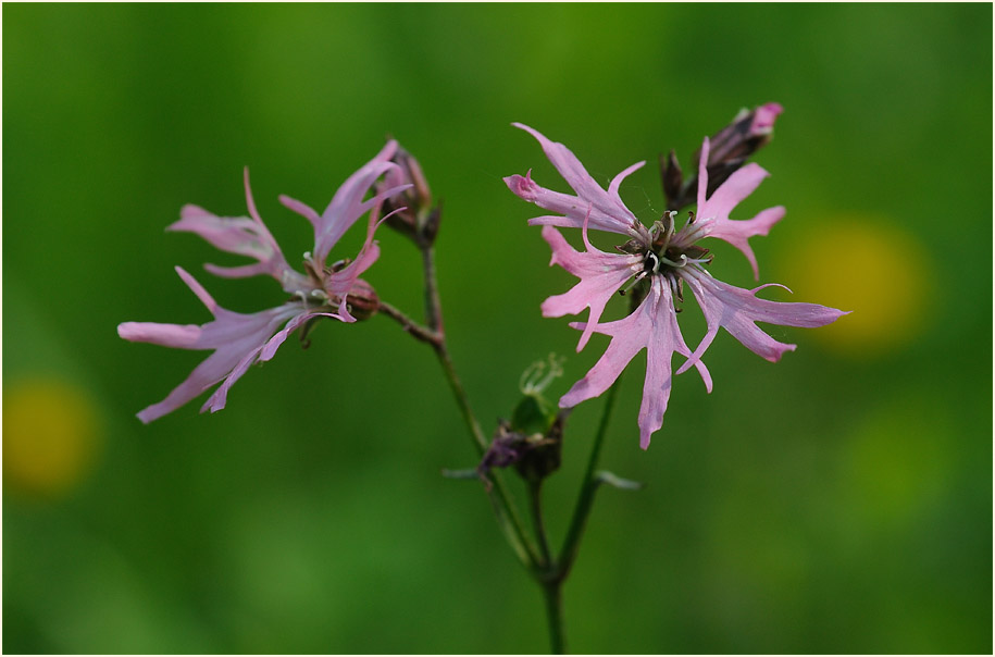 Kuckuck-Lichtnelke (Lychnis flos-cuculi)