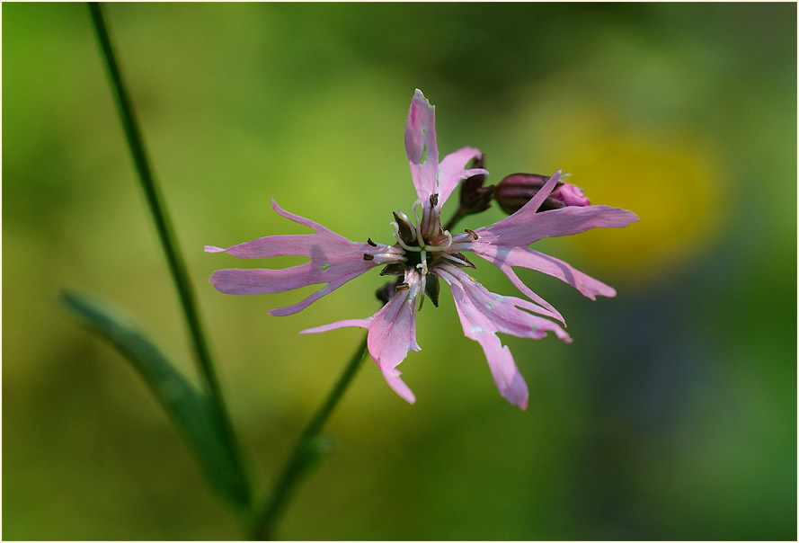 Kuckuck-Lichtnelke (Lychnis flos-cuculi)