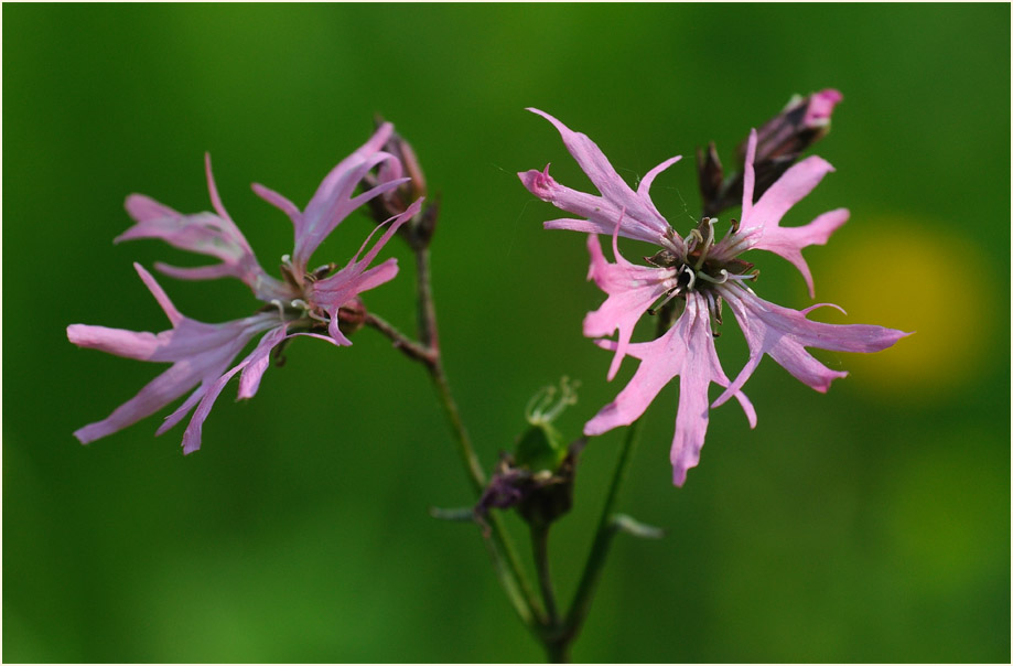 Kuckuck-Lichtnelke (Lychnis flos-cuculi)