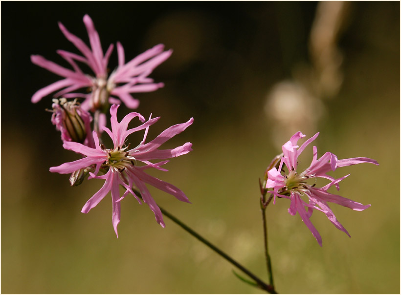 Kuckuck-Lichtnelke (Lychnis flos-cuculi)