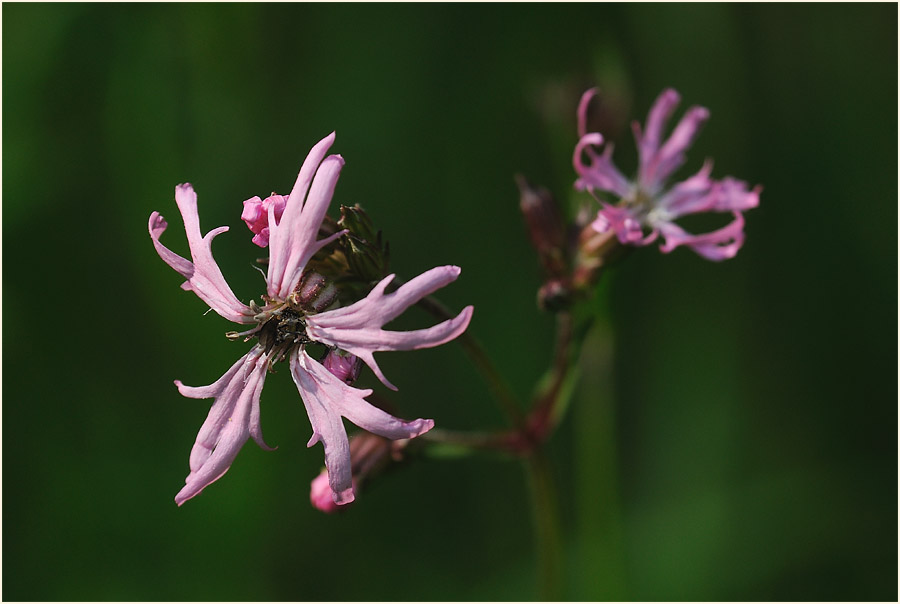 Kuckuck-Lichtnelke (Lychnis flos-cuculi)