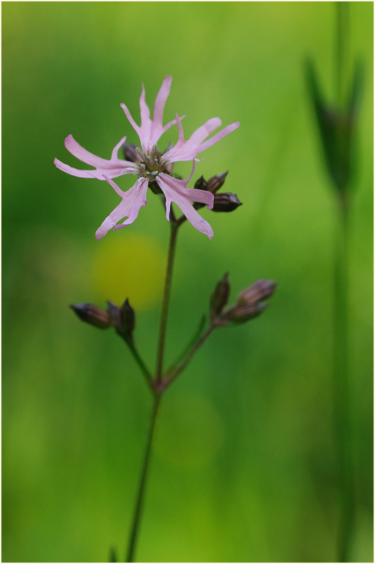 Kuckuck-Lichtnelke (Lychnis flos-cuculi)