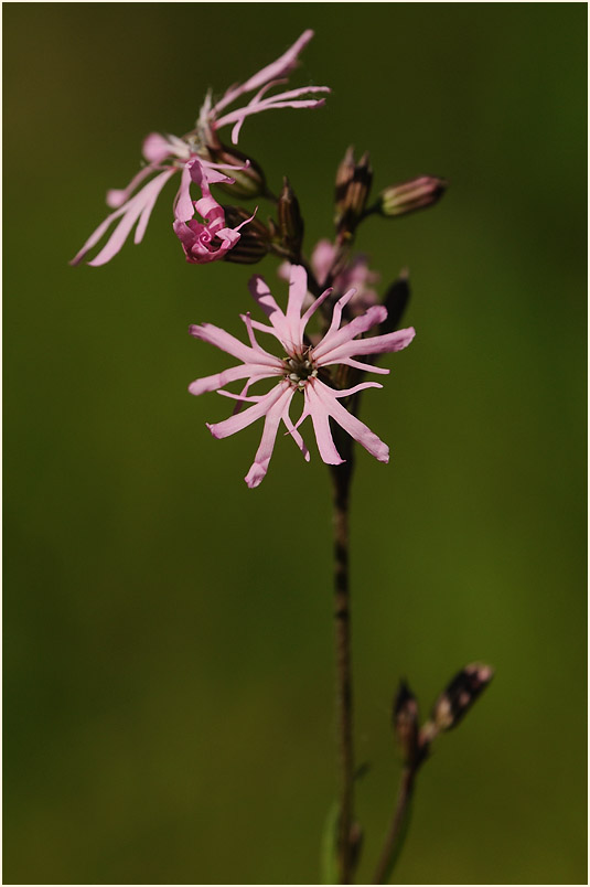 Kuckuck-Lichtnelke (Lychnis flos-cuculi)