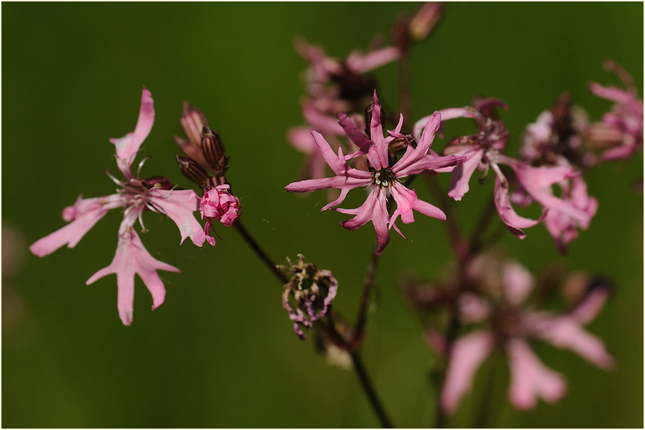 Kuckuck-Lichtnelke (Lychnis flos-cuculi)