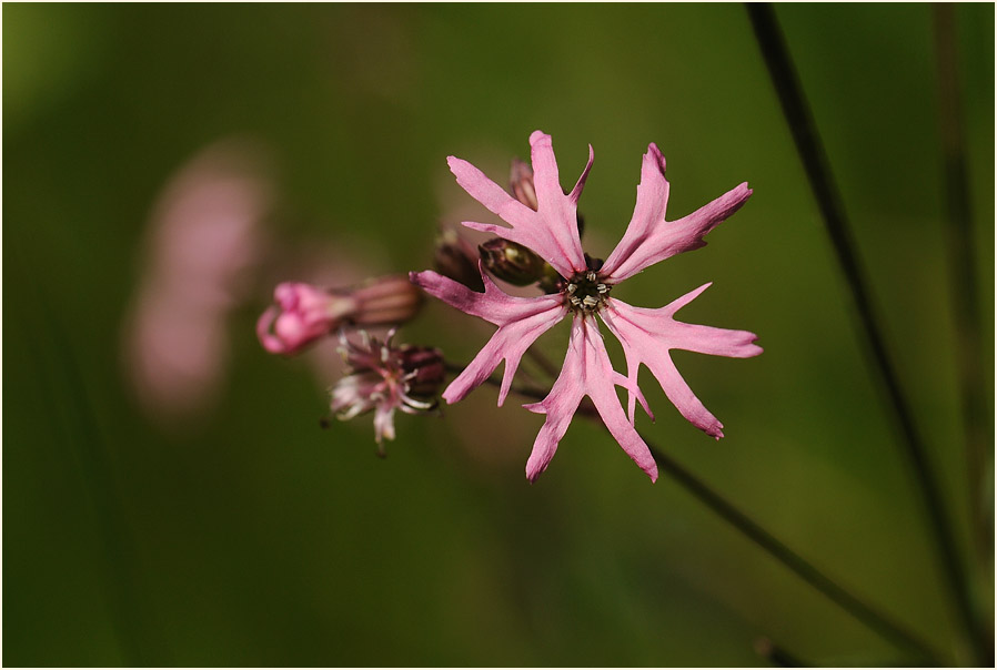 Kuckuck-Lichtnelke (Lychnis flos-cuculi)