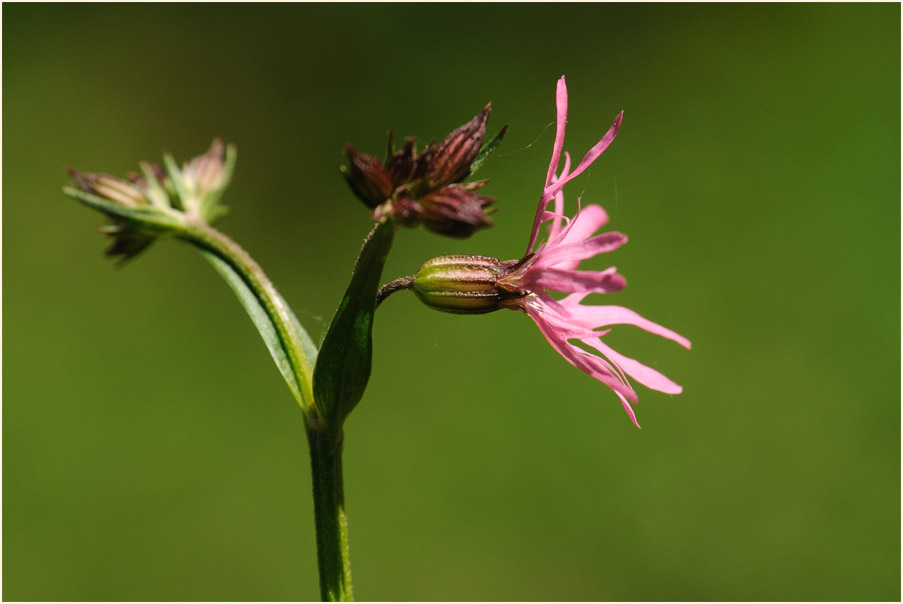 Kuckuck-Lichtnelke (Lychnis flos-cuculi)