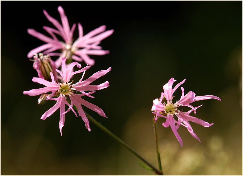 Kuckuck-Lichtnelke (Lychnis flos-cuculi)