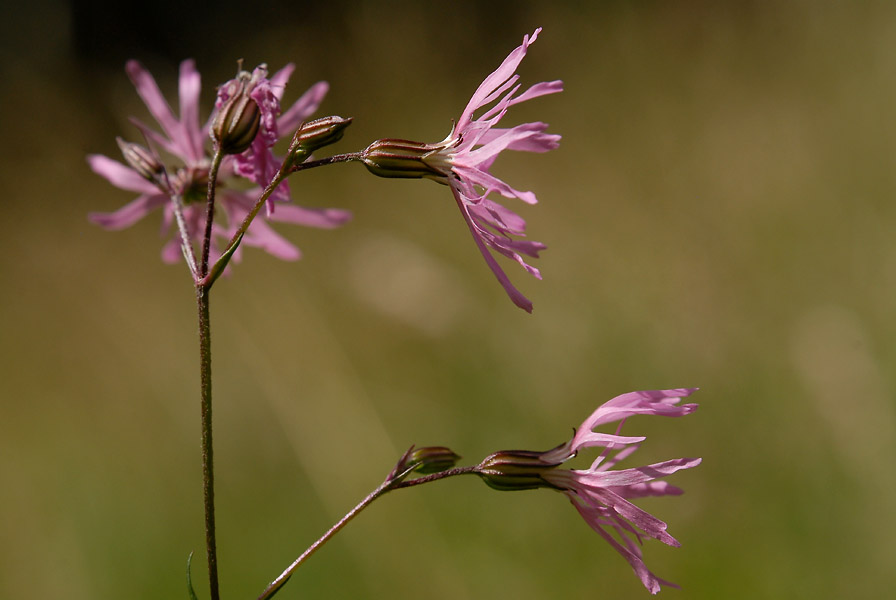 Kuckuck-Lichtnelke (Lychnis flos-cuculi)