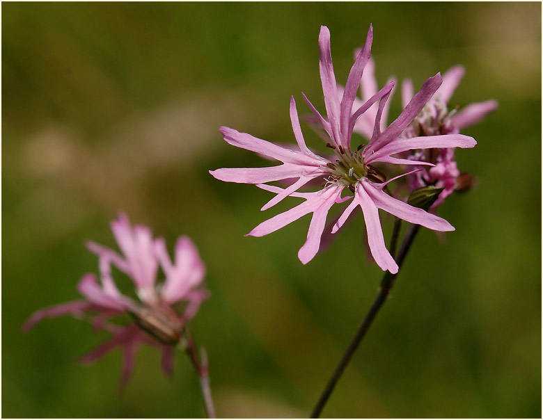 Kuckuck-Lichtnelke (Lychnis flos-cuculi)