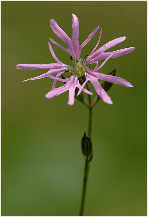 Kuckuck-Lichtnelke (Lychnis flos-cuculi)