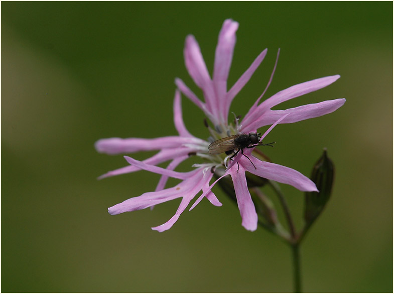 Kuckuck-Lichtnelke (Lychnis flos-cuculi)