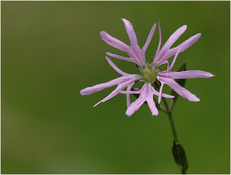 Kuckuck-Lichtnelke (Lychnis flos-cuculi)