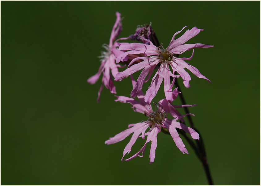 Kuckuck-Lichtnelke (Lychnis flos-cuculi)