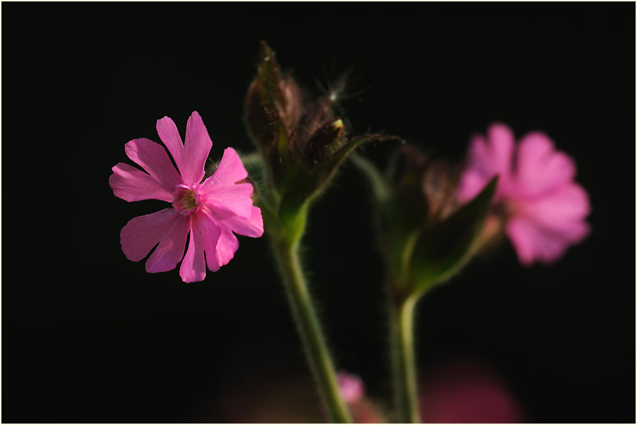 Lichtnelke, rot (Melandrium silvestre)