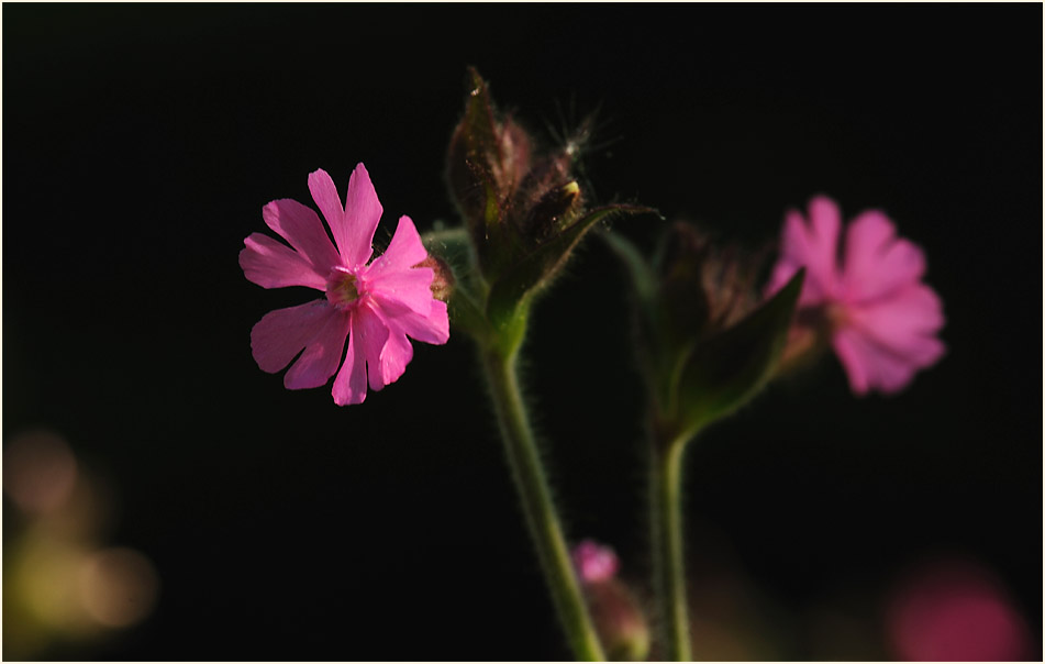 Lichtnelke, rot (Melandrium silvestre)