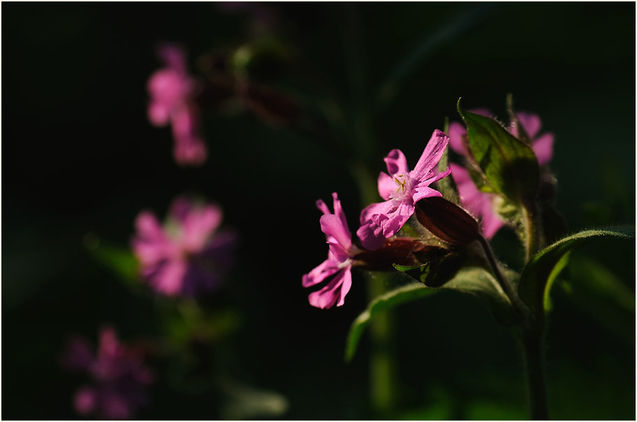 Lichtnelke, rot (Melandrium silvestre)