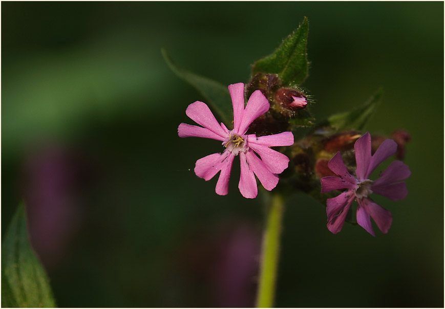 Lichtnelke, rot (Melandrium silvestre)