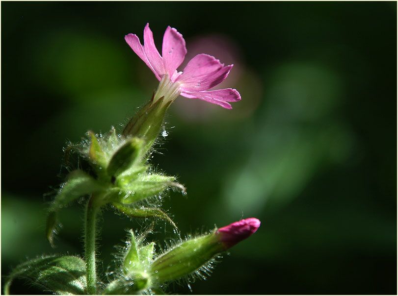 Lichtnelke, rot (Melandrium silvestre)