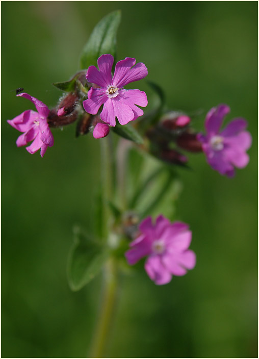 Lichtnelke, rot (Melandrium silvestre)