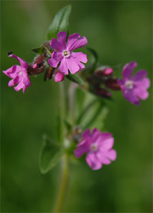 vergrößern