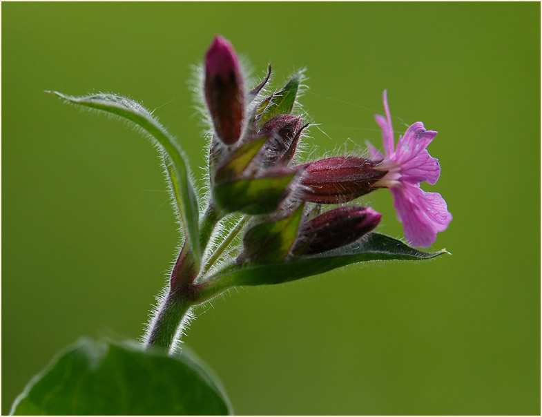 Lichtnelke, rot (Melandrium silvestre)