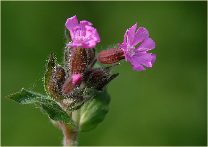 Lichtnelke, rot (Melandrium silvestre)