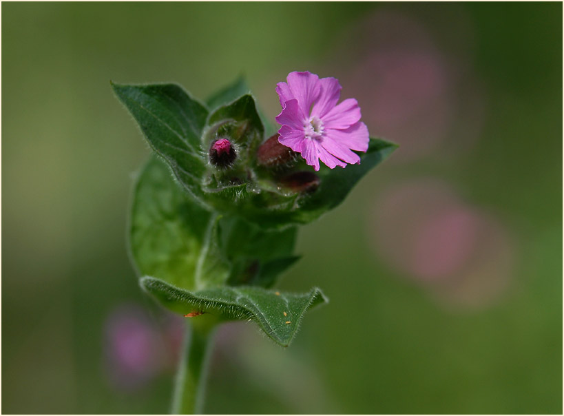 Lichtnelke, rot (Melandrium silvestre)