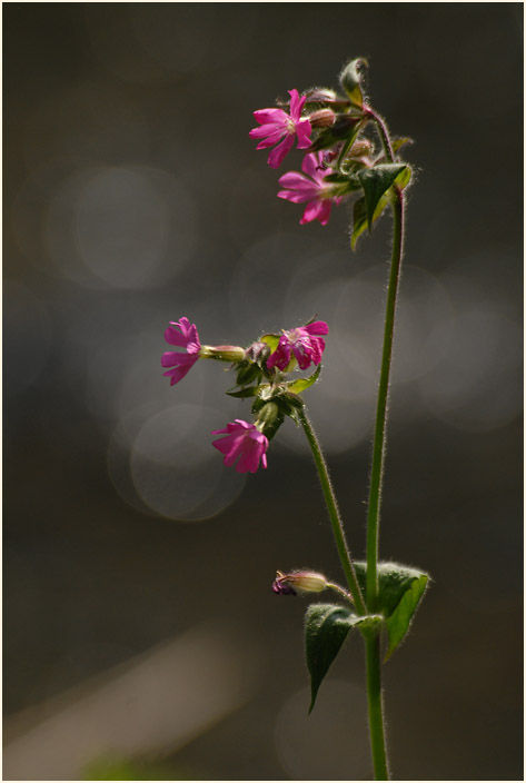 Lichtnelke, rot (Melandrium silvestre)