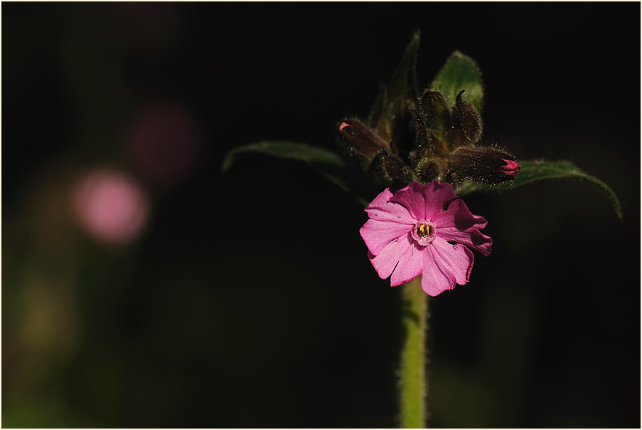 Lichtnelke, rot (Melandrium silvestre)