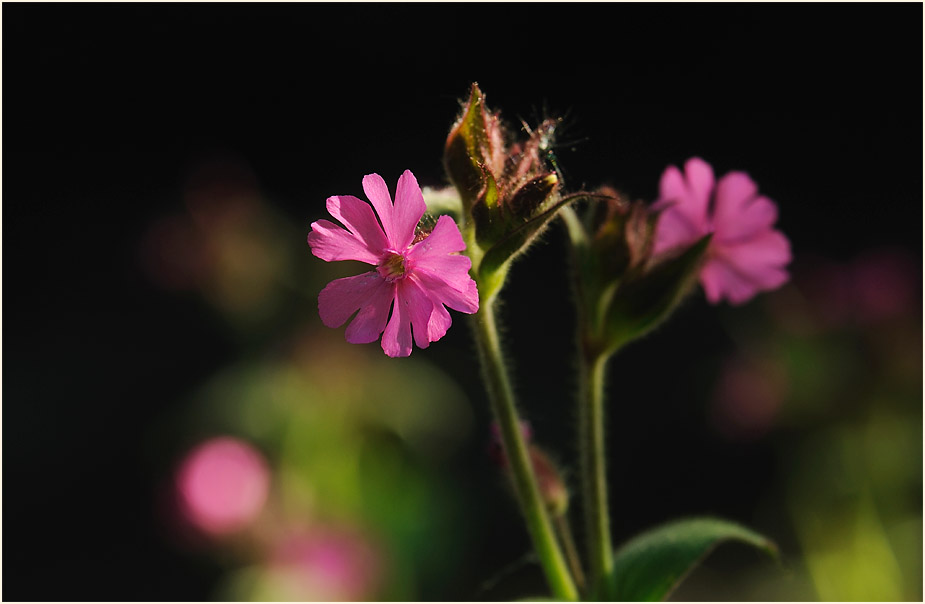 Lichtnelke, rot (Melandrium silvestre)