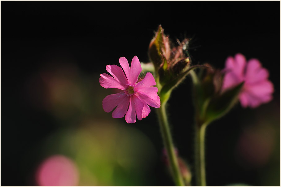 Lichtnelke, rot (Melandrium silvestre)