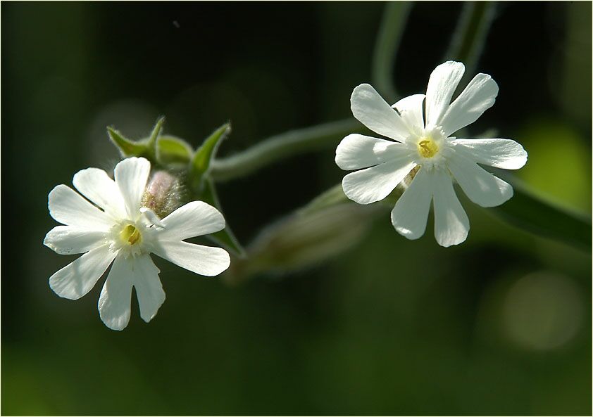 Lichtnelke, weiss (Melandrium album)