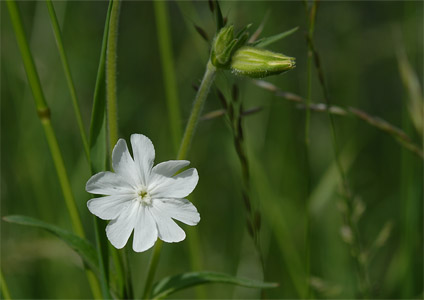 vergrößern