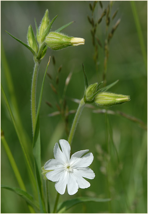 Lichtnelke, weiss (Melandrium album)