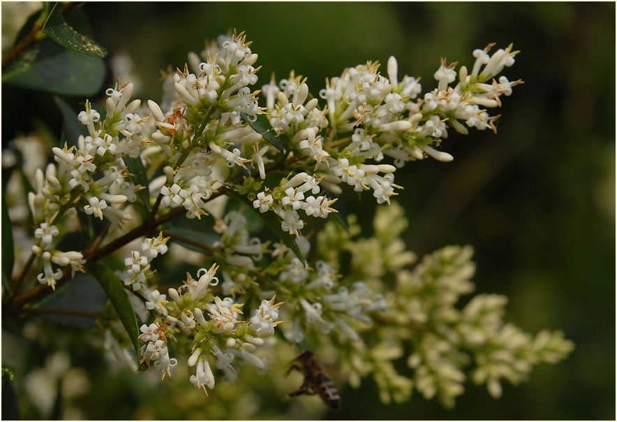 Liguster (Ligustrum)