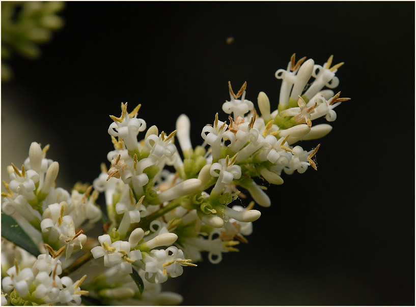 Liguster (Ligustrum)