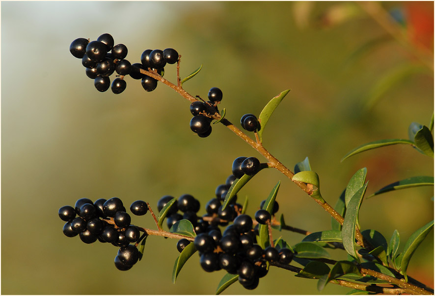 Liguster (Ligustrum)