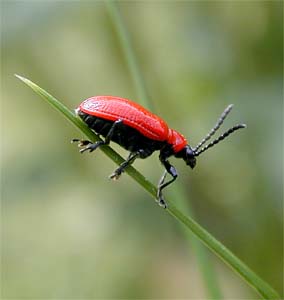 vergr&ouml;&szlig;ern